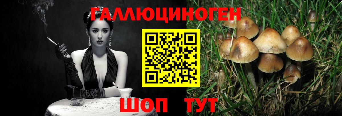 Галлюциногенные грибы Psilocybine cubensis Краснознаменск